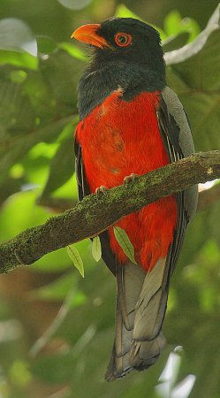 Photo (1): Slaty-tailed Trogon