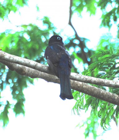 Photo (9): Black-headed Trogon
