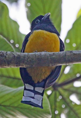 Photo (11): Black-headed Trogon