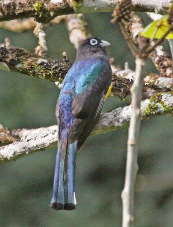 Photo (6): Black-headed Trogon