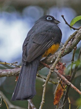 Photo (7): Black-headed Trogon