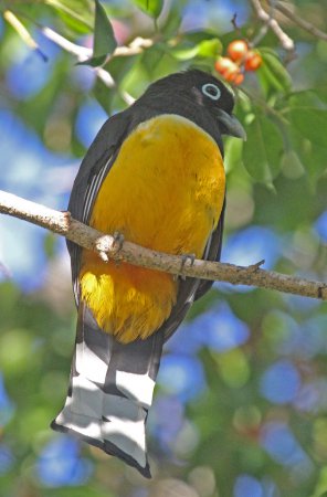 Photo (12): Black-headed Trogon