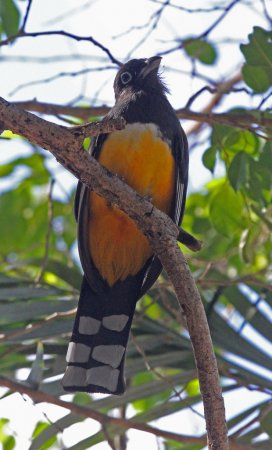Photo (8): Black-headed Trogon