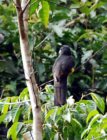 Photo (11): Green-backed Trogon