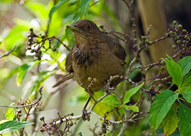 Photo (4): Clay-colored Thrush