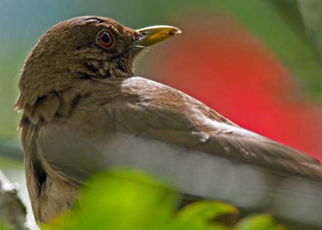 Photo (6): Clay-colored Thrush