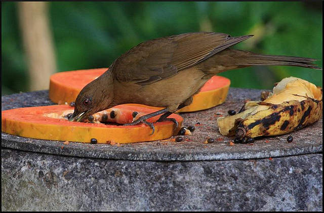 Photo (16): Clay-colored Thrush