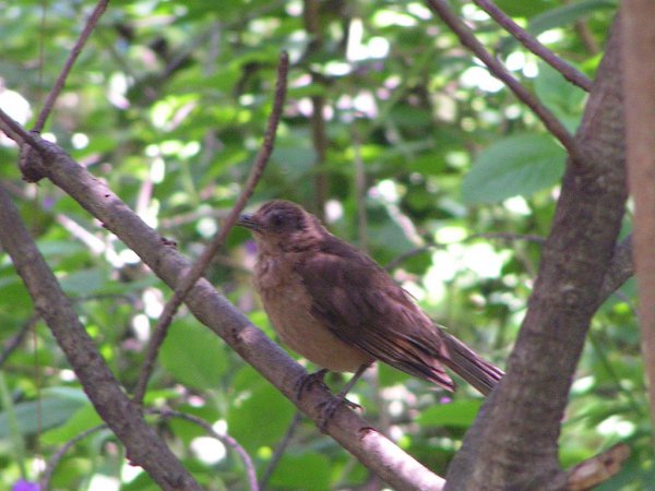 Photo (21): Clay-colored Thrush
