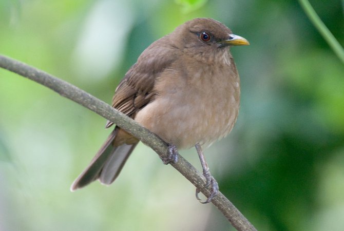 Photo (3): Clay-colored Thrush
