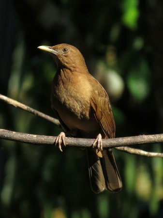 Photo (1): Clay-colored Thrush