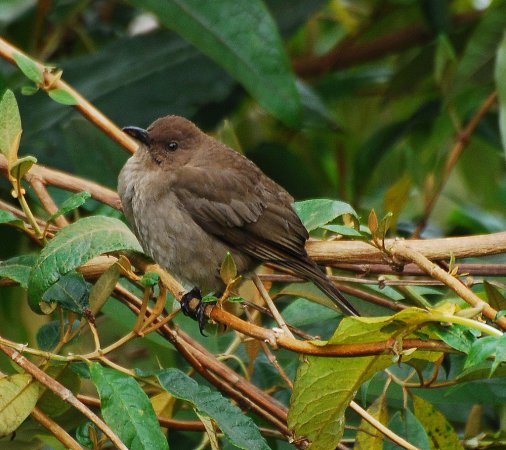 Photo (1): Mountain Thrush