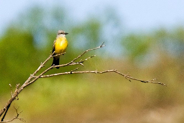 Photo (10): Couch's Kingbird