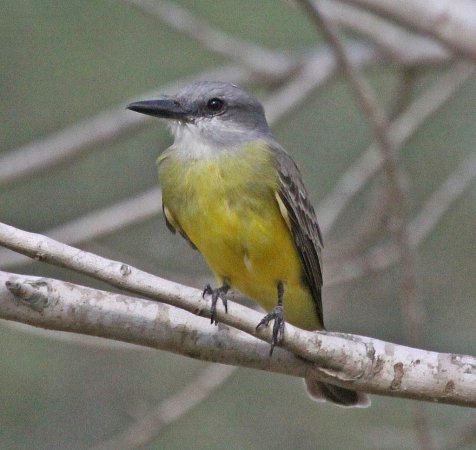 Photo (3): Couch's Kingbird