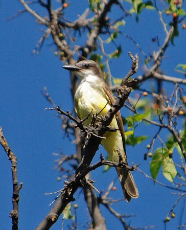 Photo (2): Thick-billed Kingbird
