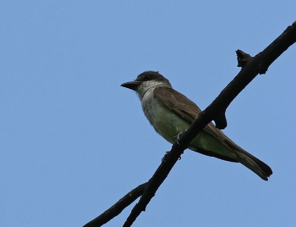 Photo (3): Thick-billed Kingbird