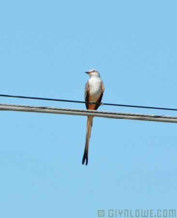 Photo (16): Scissor-tailed Flycatcher