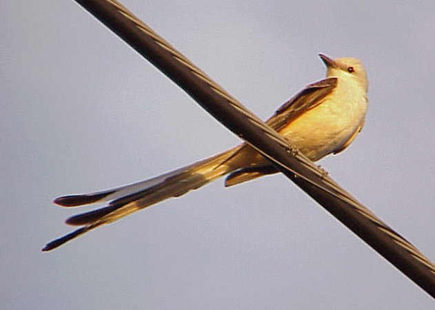 Photo (19): Scissor-tailed Flycatcher