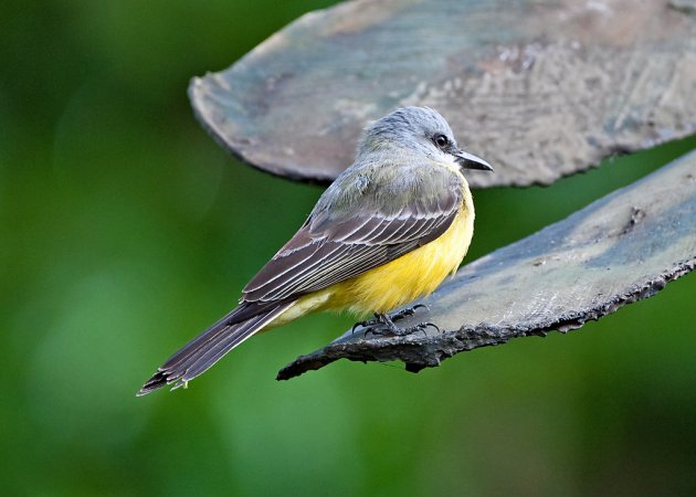 Photo (4): Tropical Kingbird