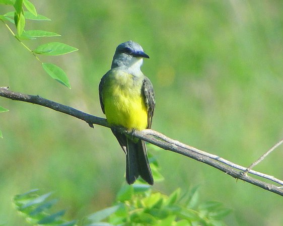 Photo (9): Tropical Kingbird