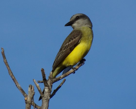 Photo (23): Tropical Kingbird