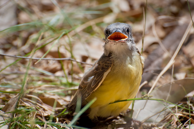 Photo (16): Tropical Kingbird