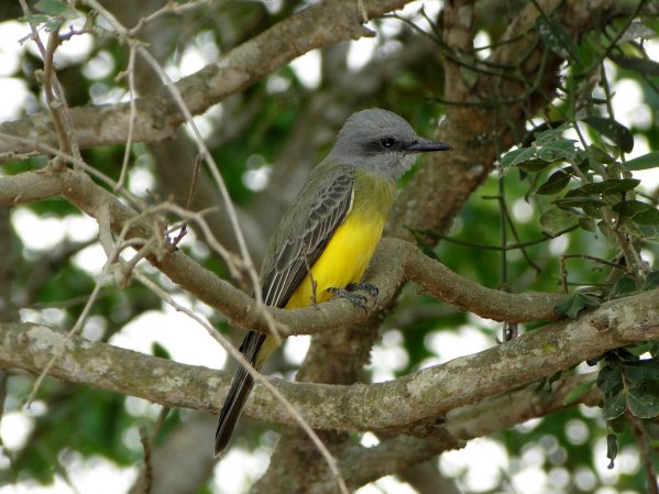 Photo (19): Tropical Kingbird
