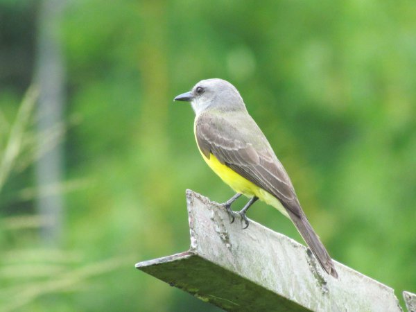 Photo (8): Tropical Kingbird