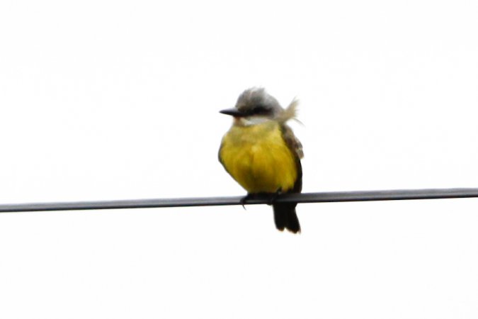 Photo (13): Tropical Kingbird