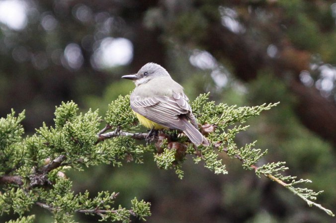 Photo (5): Tropical Kingbird
