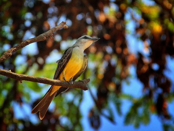 Photo (7): Tropical Kingbird