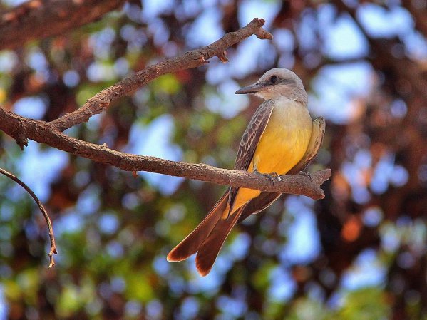 Photo (17): Tropical Kingbird