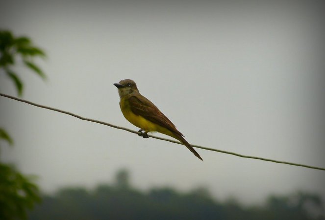 Photo (6): Tropical Kingbird