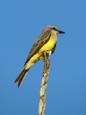 Photo (21): Tropical Kingbird