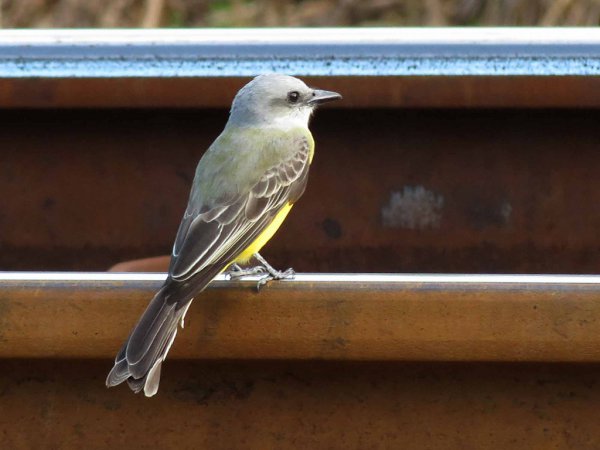 Photo (11): Tropical Kingbird