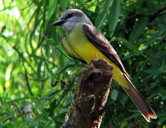 Photo (20): Tropical Kingbird