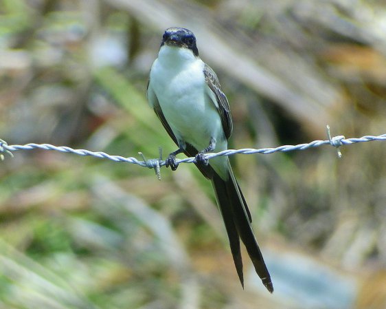 Photo (17): Fork-tailed Flycatcher