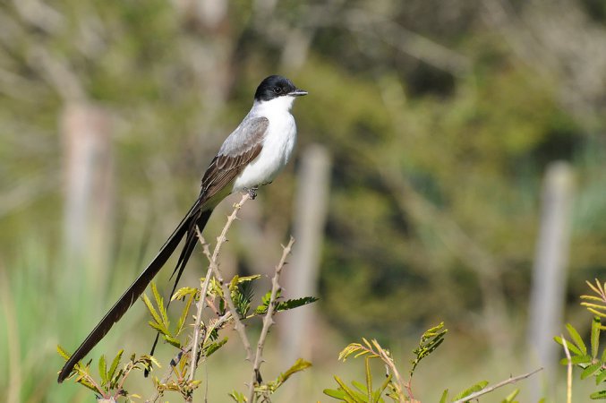 Photo (2): Fork-tailed Flycatcher
