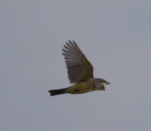 Photo (18): Cassin's Kingbird