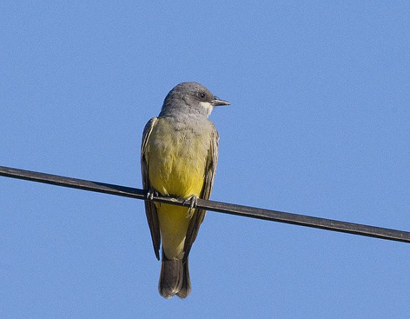 Photo (7): Cassin's Kingbird