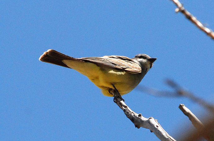 Photo (5): Cassin's Kingbird