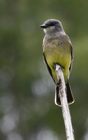 Photo (6): Cassin's Kingbird