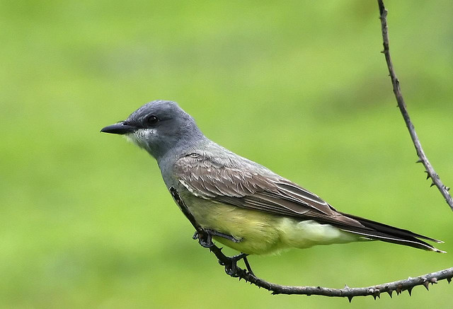 Photo (1): Cassin's Kingbird