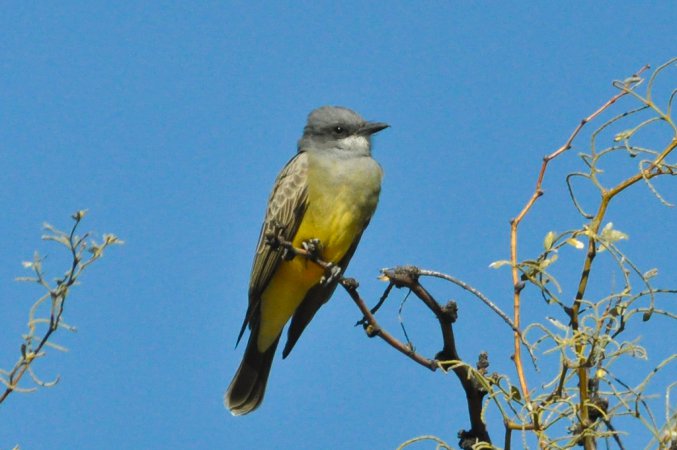 Photo (3): Cassin's Kingbird