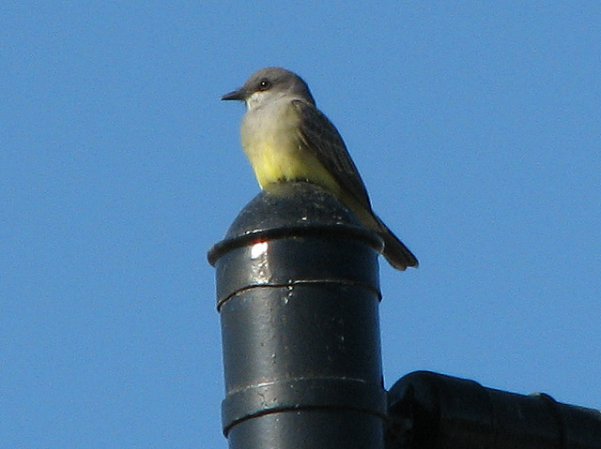 Photo (11): Cassin's Kingbird