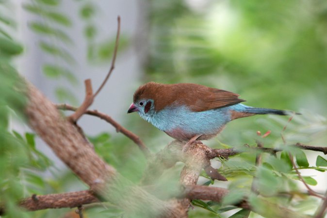 Photo (1): Red-cheeked Cordonbleu