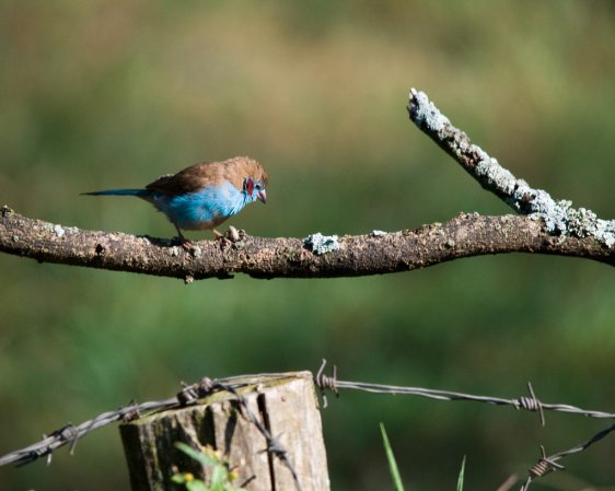 Photo (13): Red-cheeked Cordonbleu