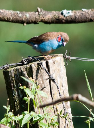 Photo (5): Red-cheeked Cordonbleu
