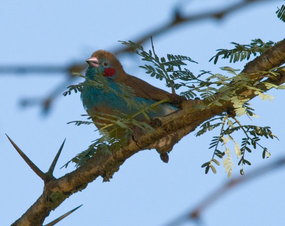 Photo (16): Red-cheeked Cordonbleu