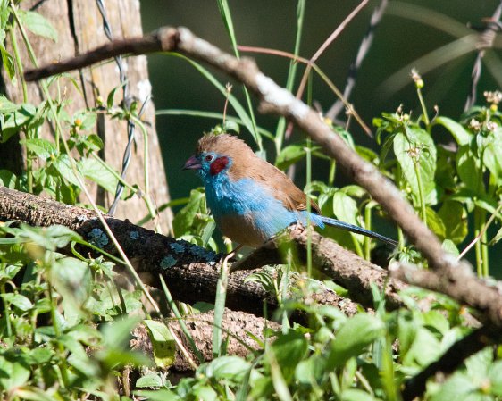 Photo (6): Red-cheeked Cordonbleu