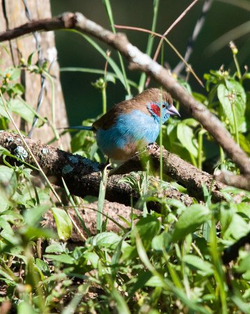Photo (8): Red-cheeked Cordonbleu